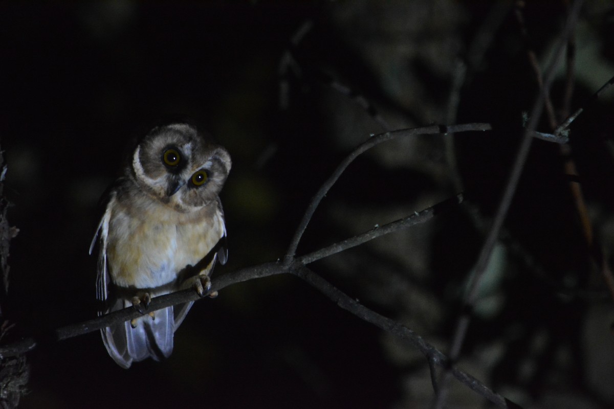 Unspotted Saw-whet Owl - ML625132063