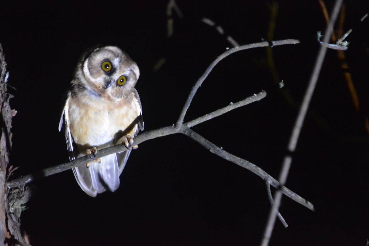 Unspotted Saw-whet Owl - ML625132070