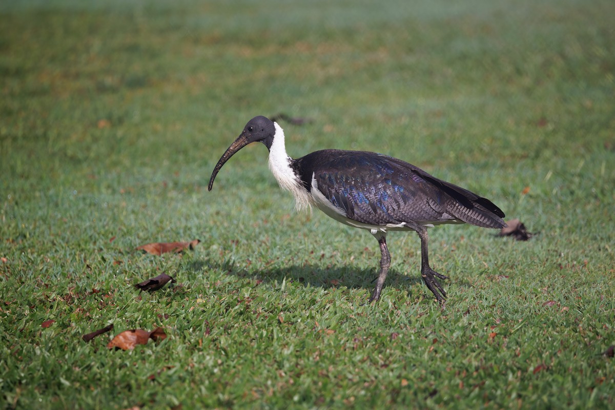 Ibis d'Australie - ML625132225