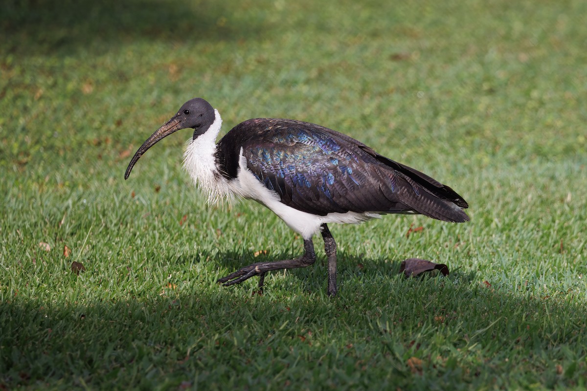 Ibis d'Australie - ML625132226