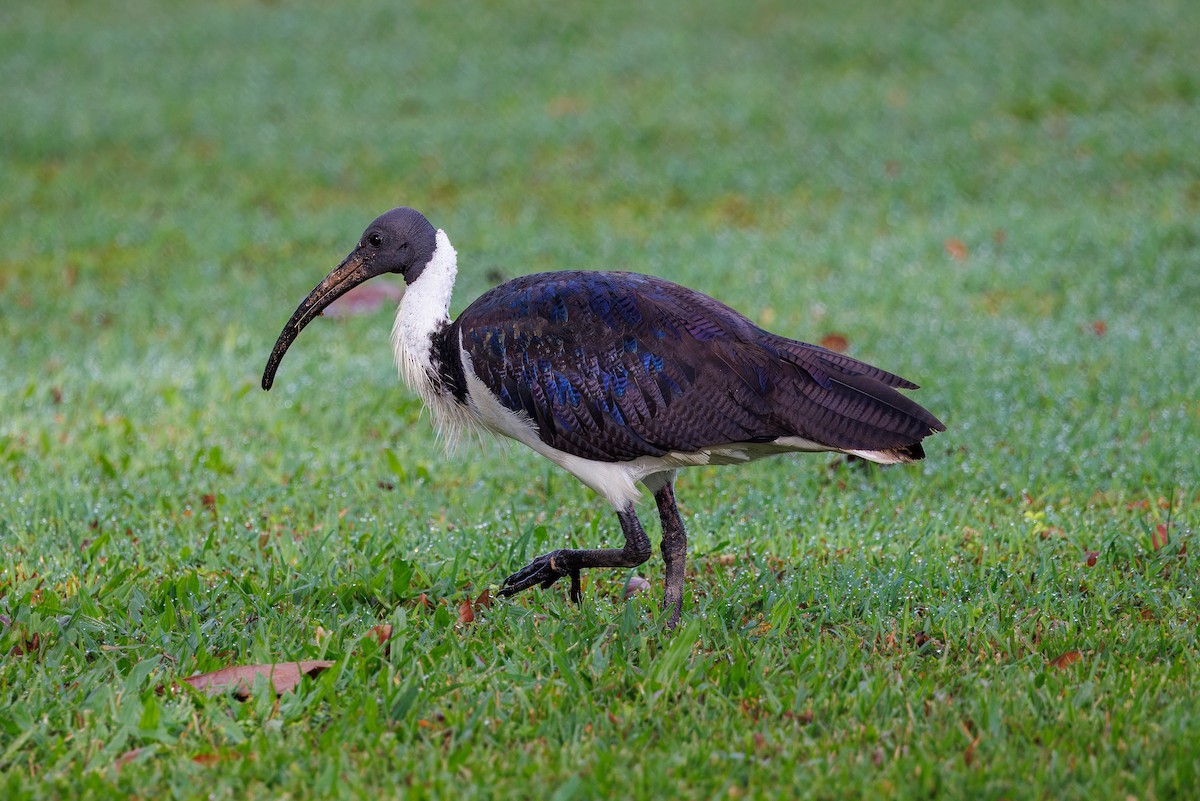 Ibis d'Australie - ML625132227