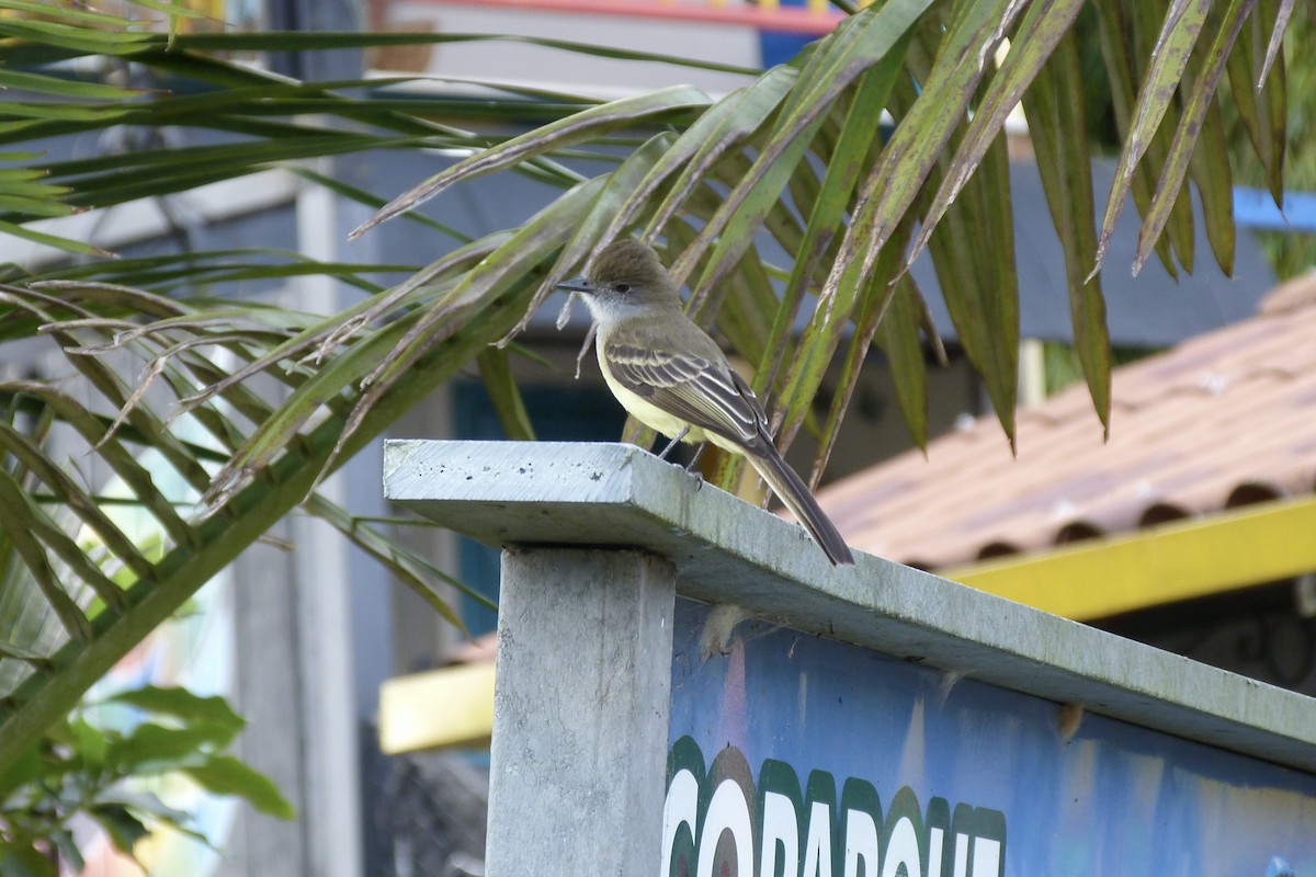 Apical Flycatcher - ML625132238