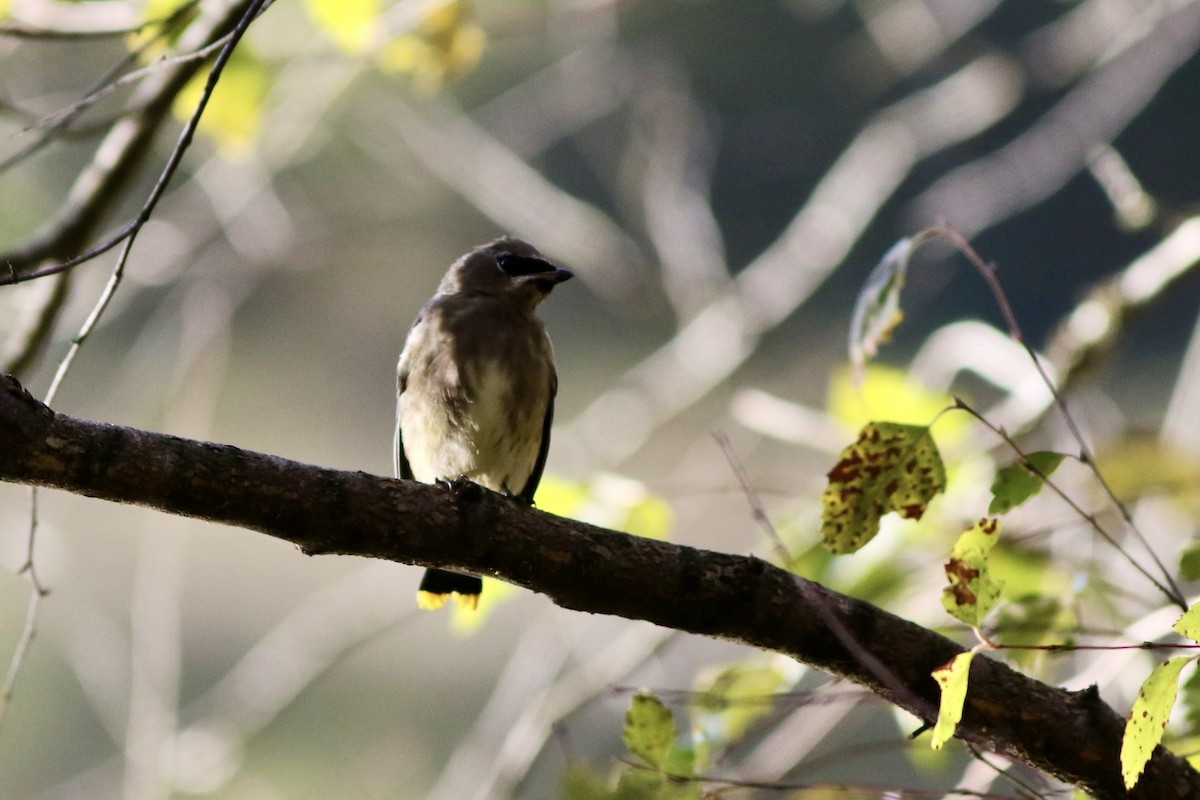 Cedar Waxwing - ML625132437