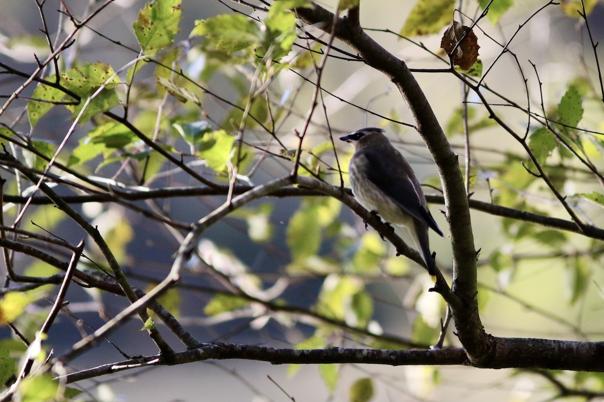 Cedar Waxwing - ML625132441