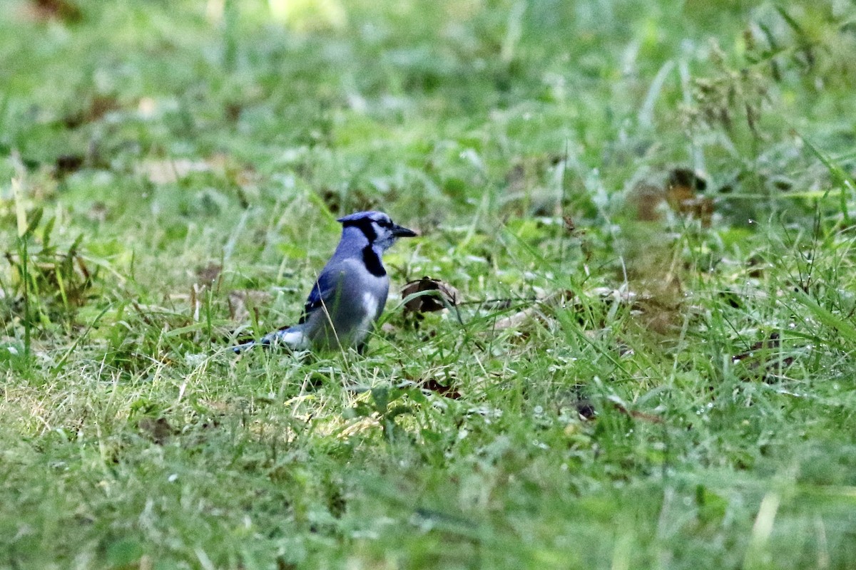 Blue Jay - ML625132485