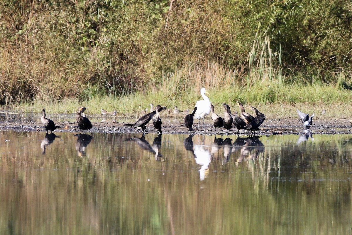 Double-crested Cormorant - ML625132507