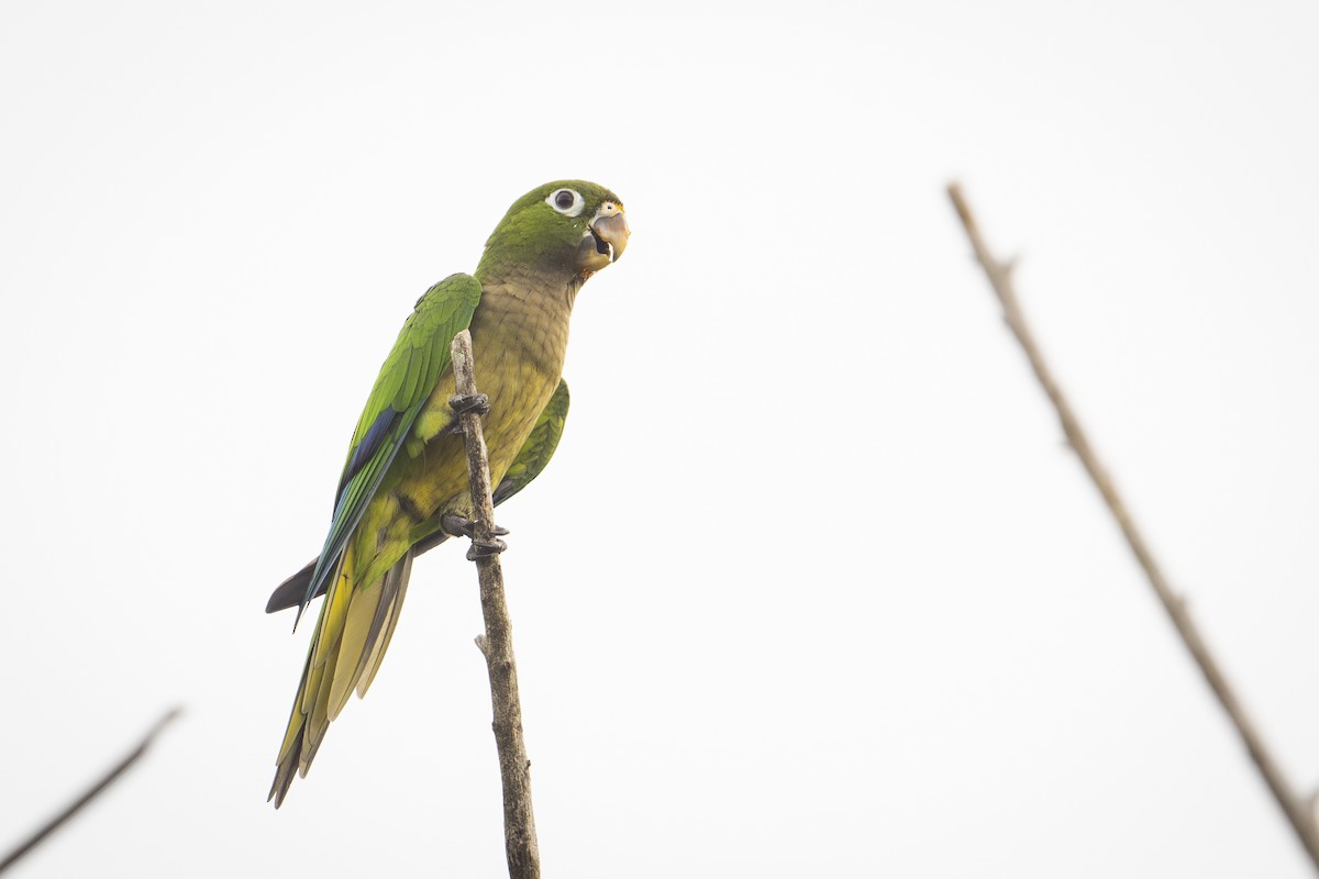 Olive-throated Parakeet - Moises Rodriguez