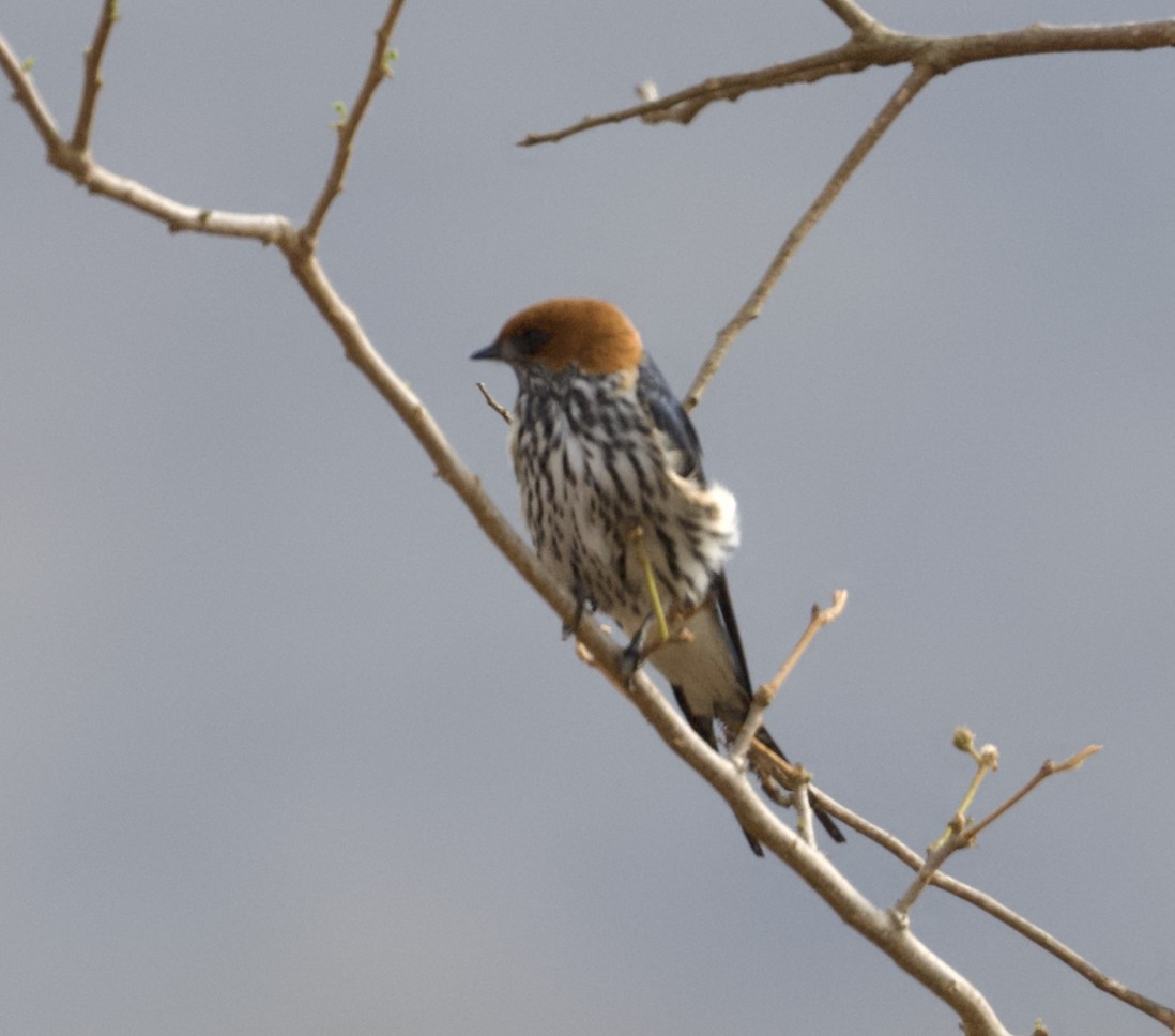 Lesser Striped Swallow - ML625132556