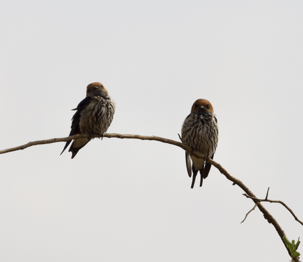 Lesser Striped Swallow - ML625132557