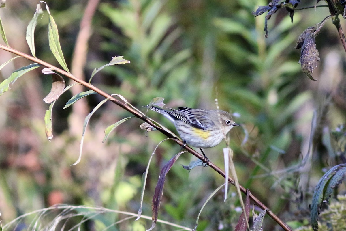 Yellow-rumped Warbler (Myrtle) - ML625132569