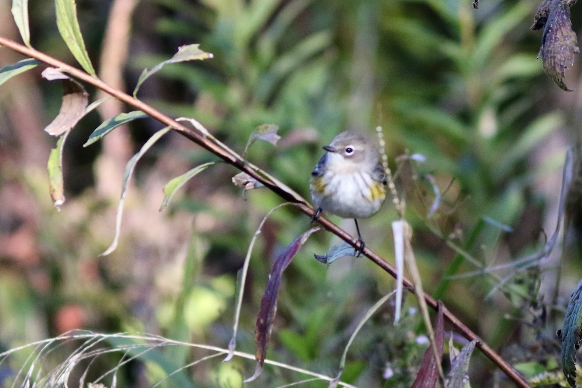 Yellow-rumped Warbler (Myrtle) - ML625132585