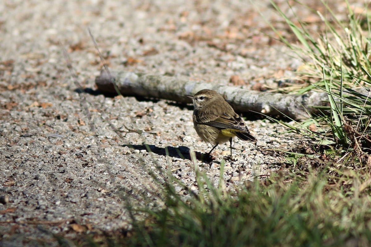 Yellow-rumped Warbler (Myrtle) - ML625132593