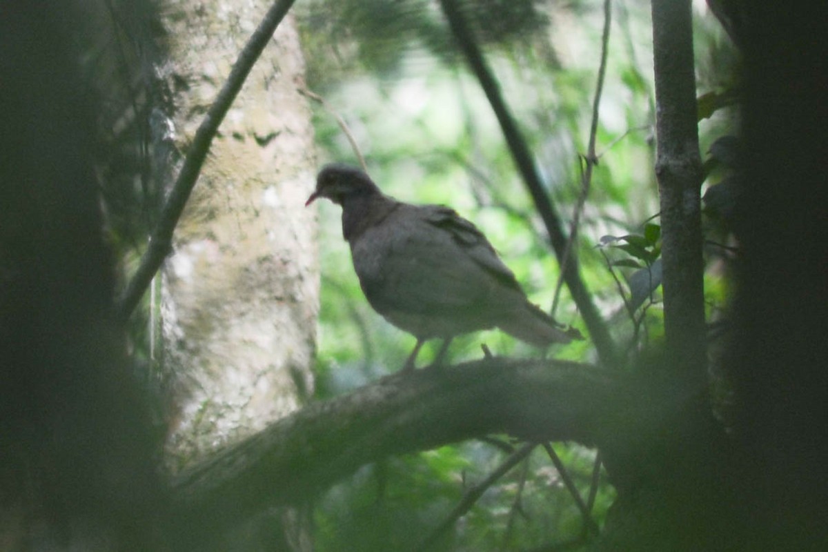 Violaceous Quail-Dove - ML625132609