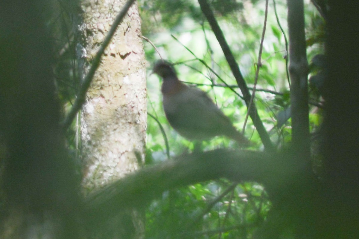 Violaceous Quail-Dove - ML625132610