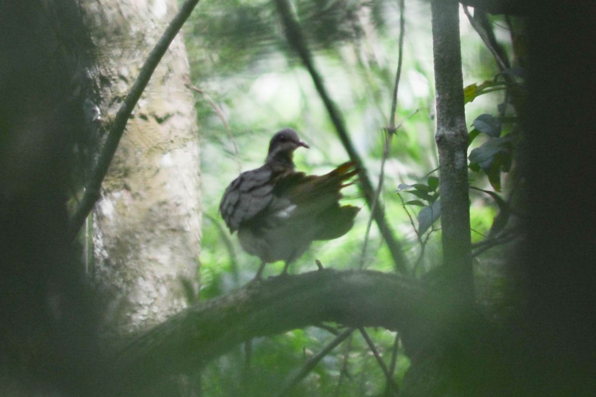 Violaceous Quail-Dove - ML625132611