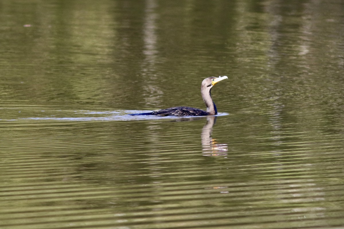 Double-crested Cormorant - ML625132614