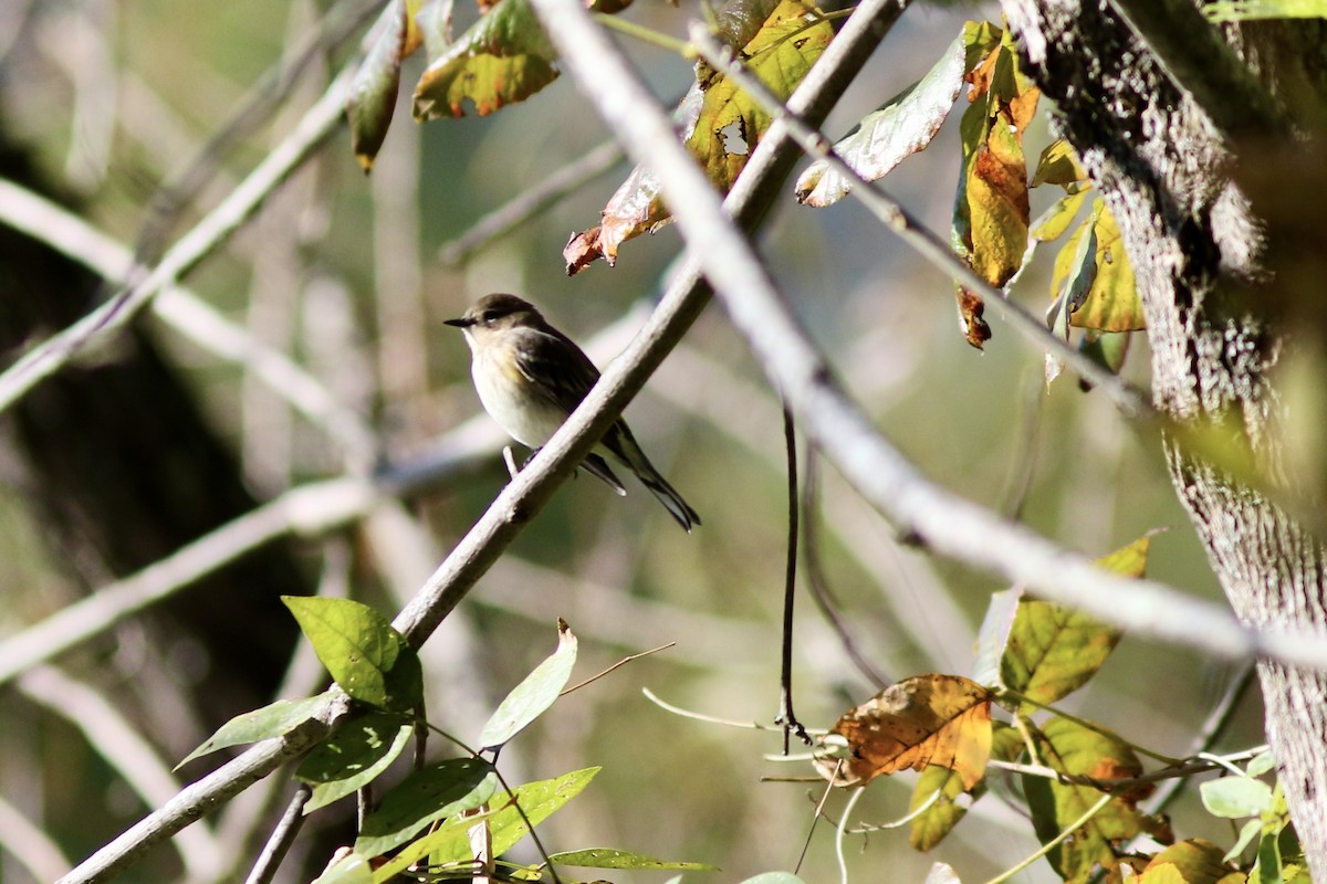 Yellow-rumped Warbler (Myrtle) - ML625132631