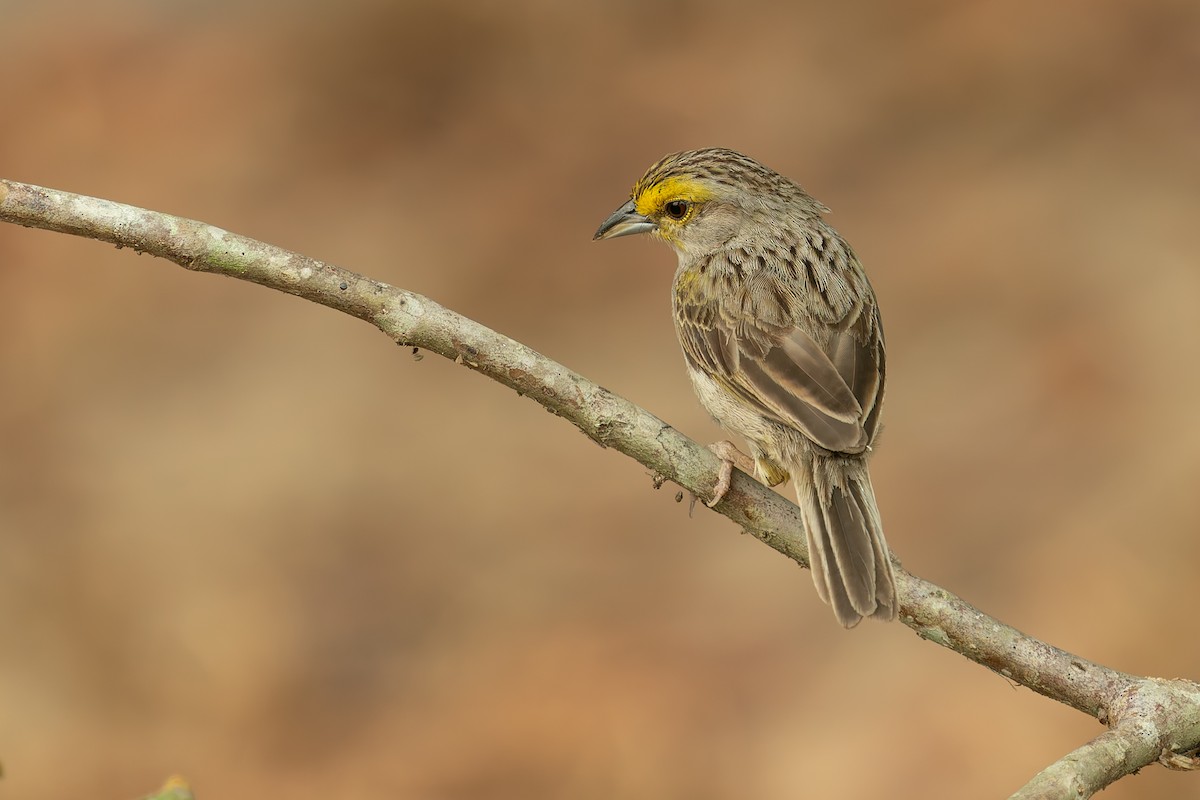 Yellow-browed Sparrow - ML625132647