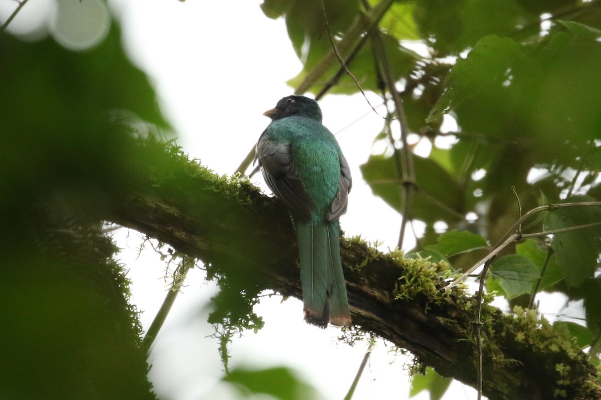 Jungferntrogon - ML625132677