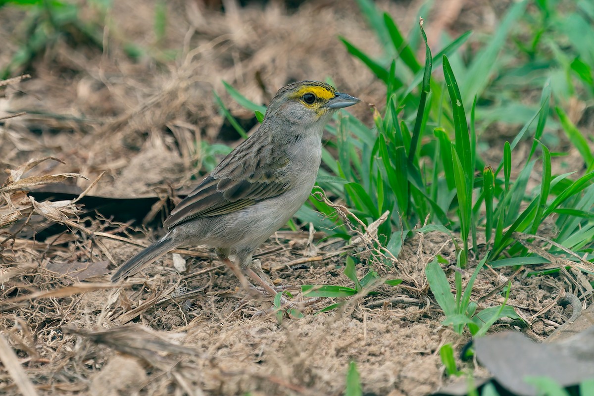 Yellow-browed Sparrow - ML625132710