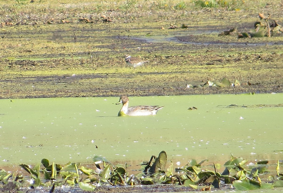 Northern Pintail - Vivek Govind Kumar