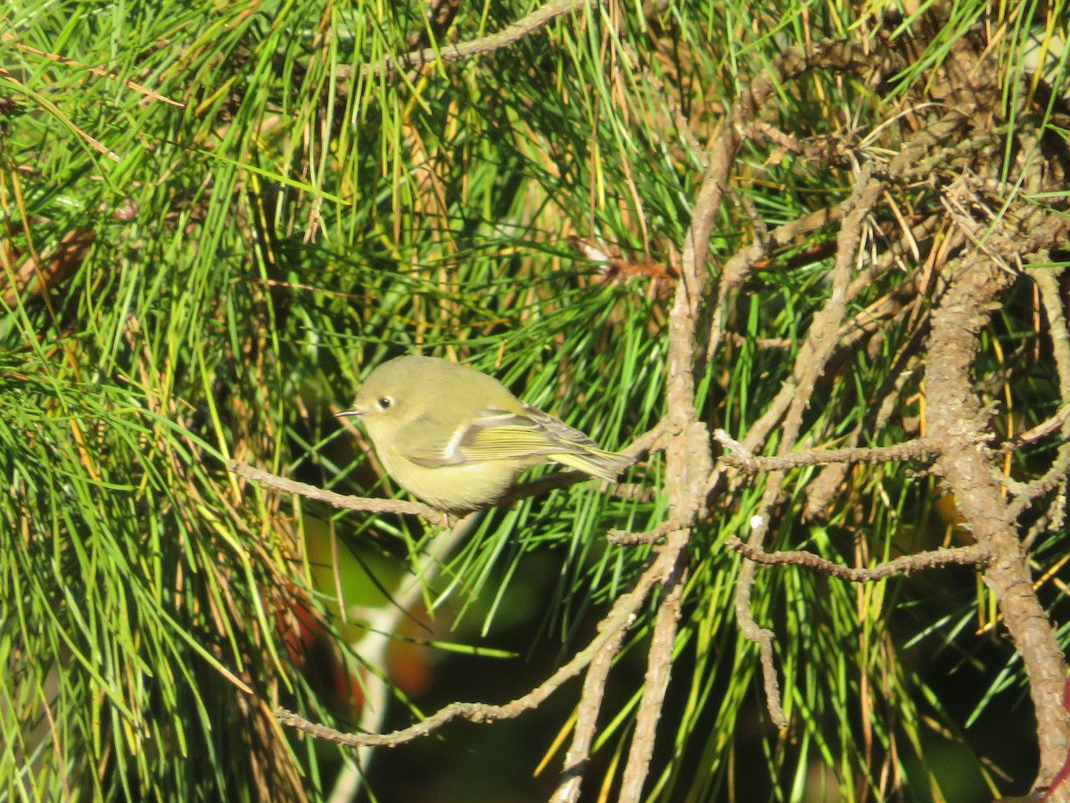 Ruby-crowned Kinglet - ML625132791