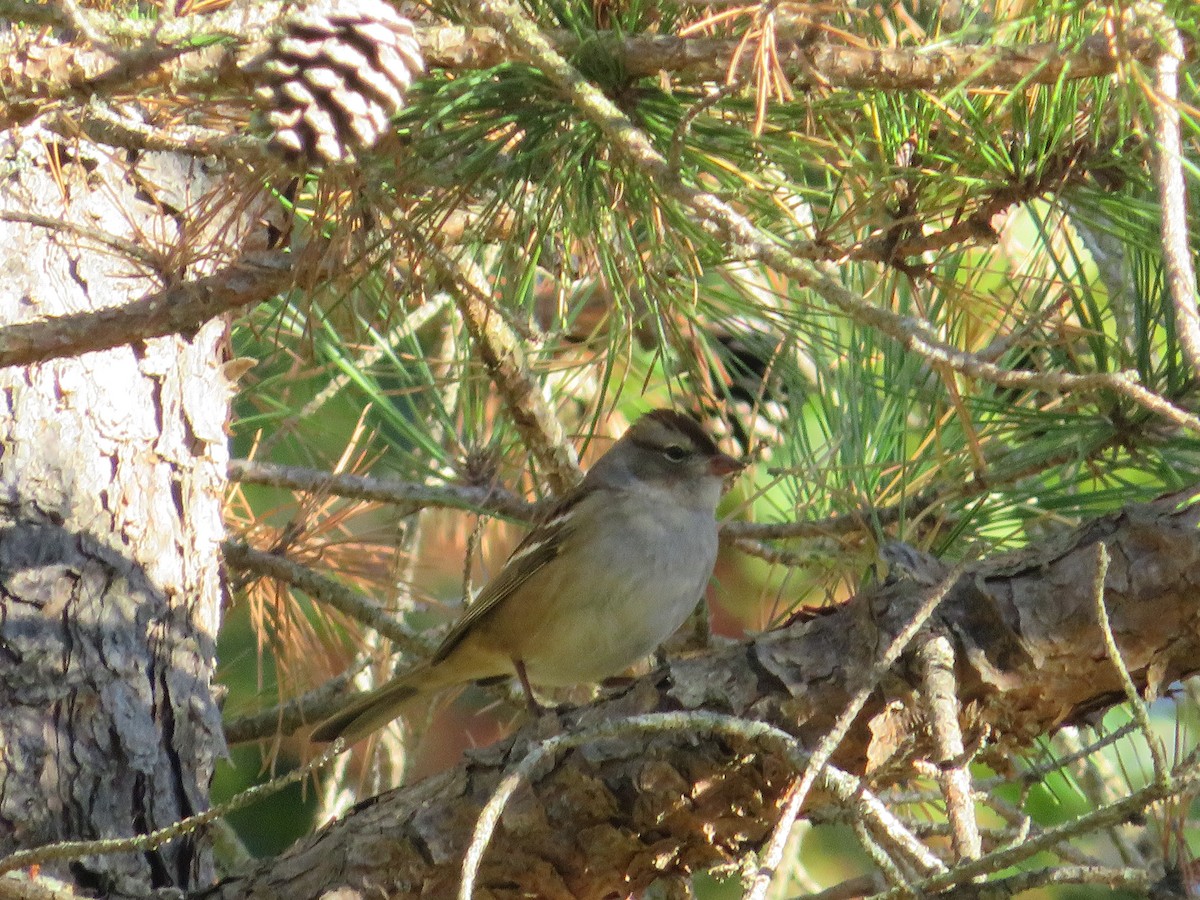 White-crowned Sparrow - ML625132796