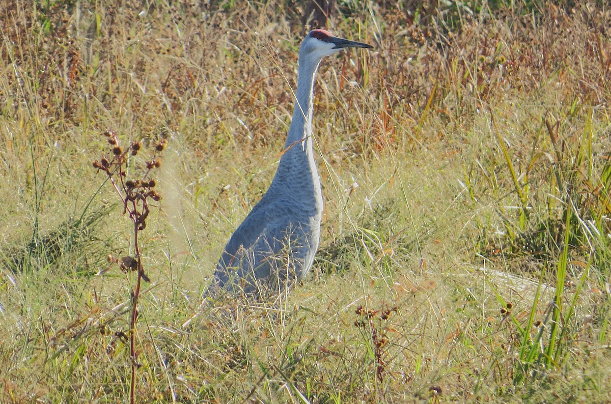 Sandhill Crane - ML625132800