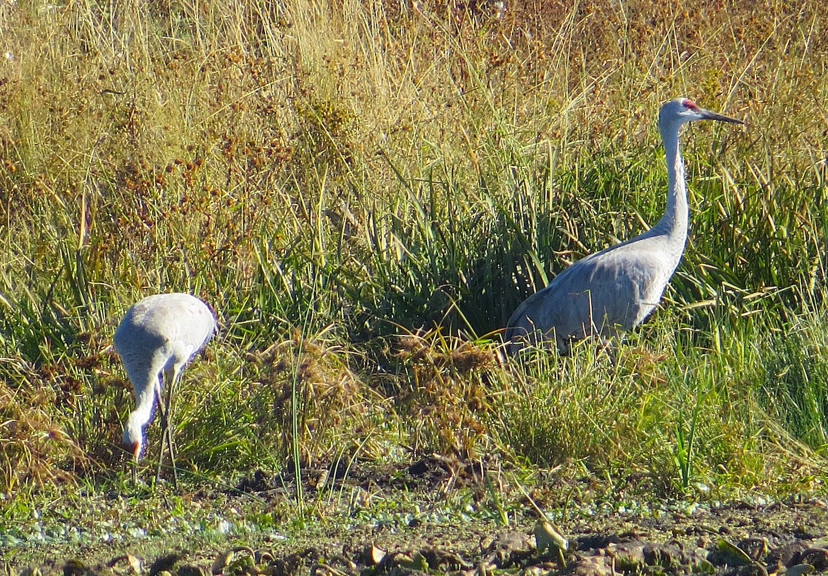 Sandhill Crane - Vivek Govind Kumar