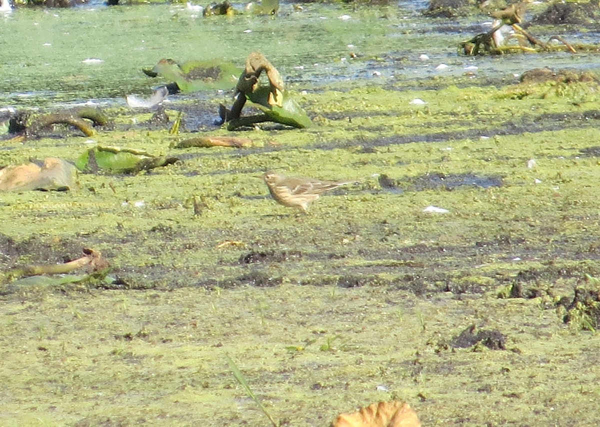 American Pipit - ML625132823