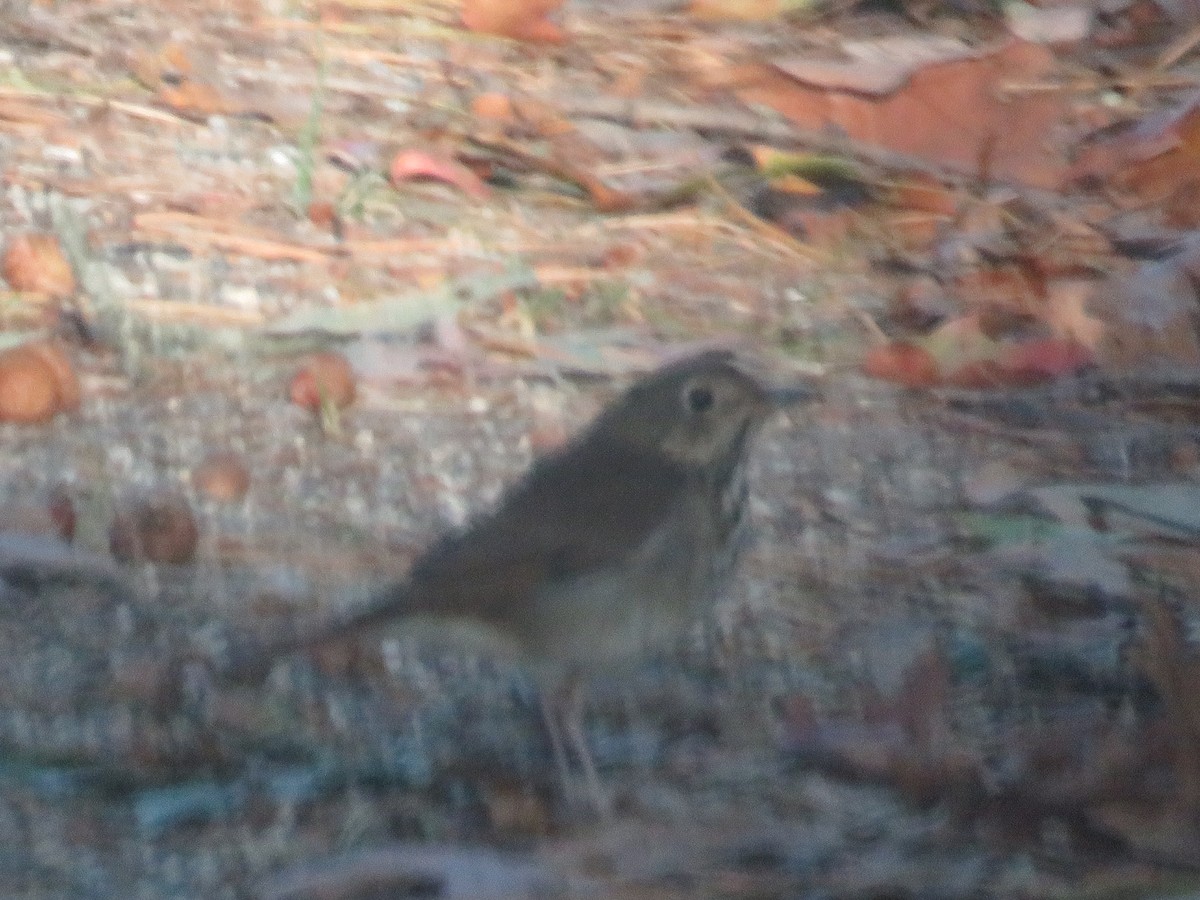 Hermit Thrush - ML625132839