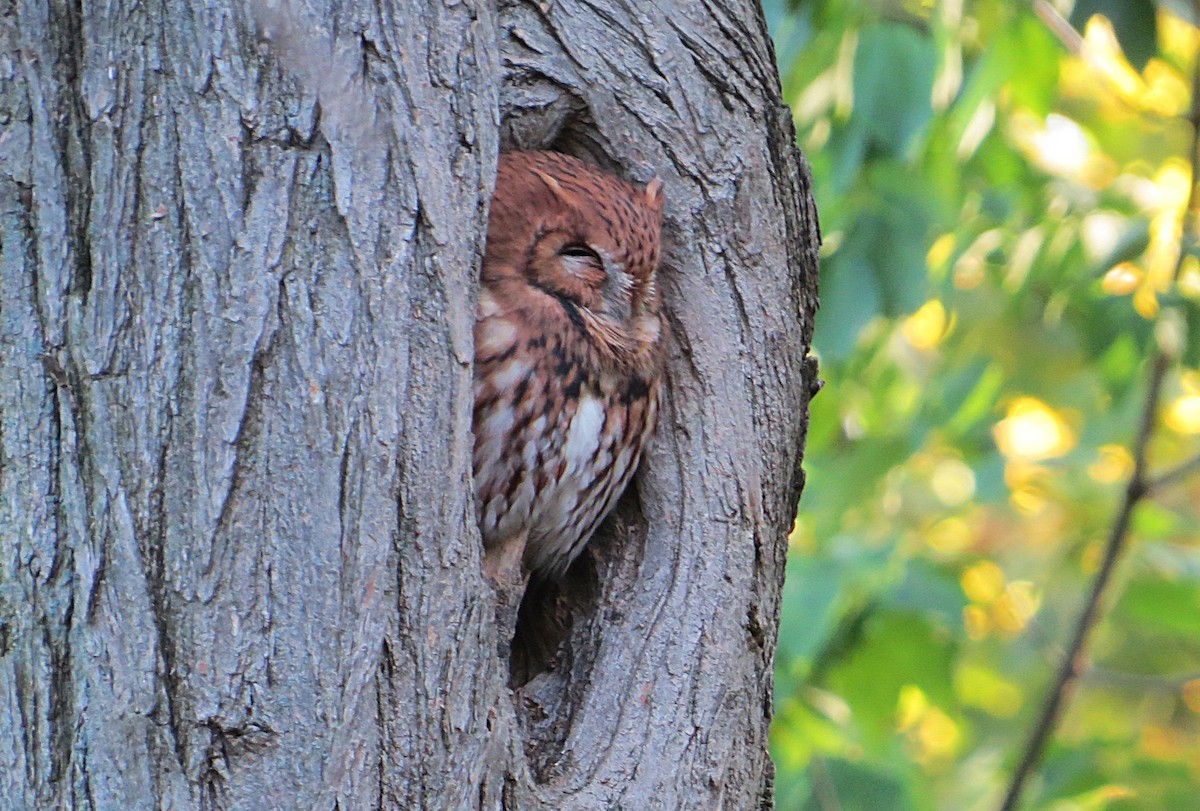 Eastern Screech-Owl - ML625132861