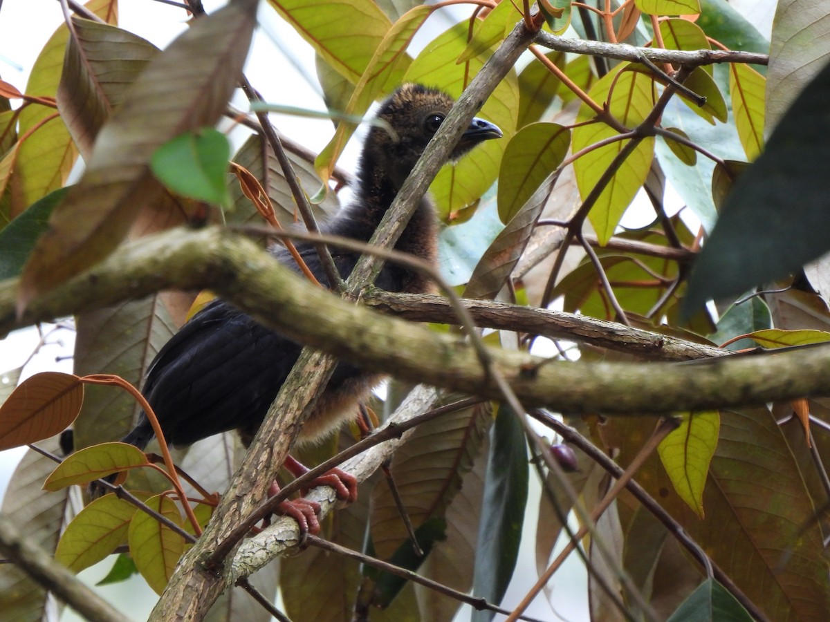 Colombian Chachalaca - ML625132863