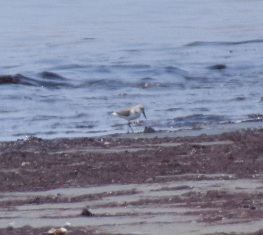 Western Sandpiper - ML625132956