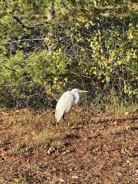 ダイサギ - ML625133011