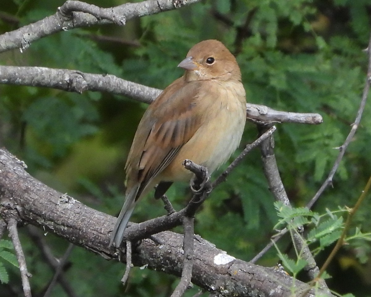 Indigo Bunting - Terry Burton