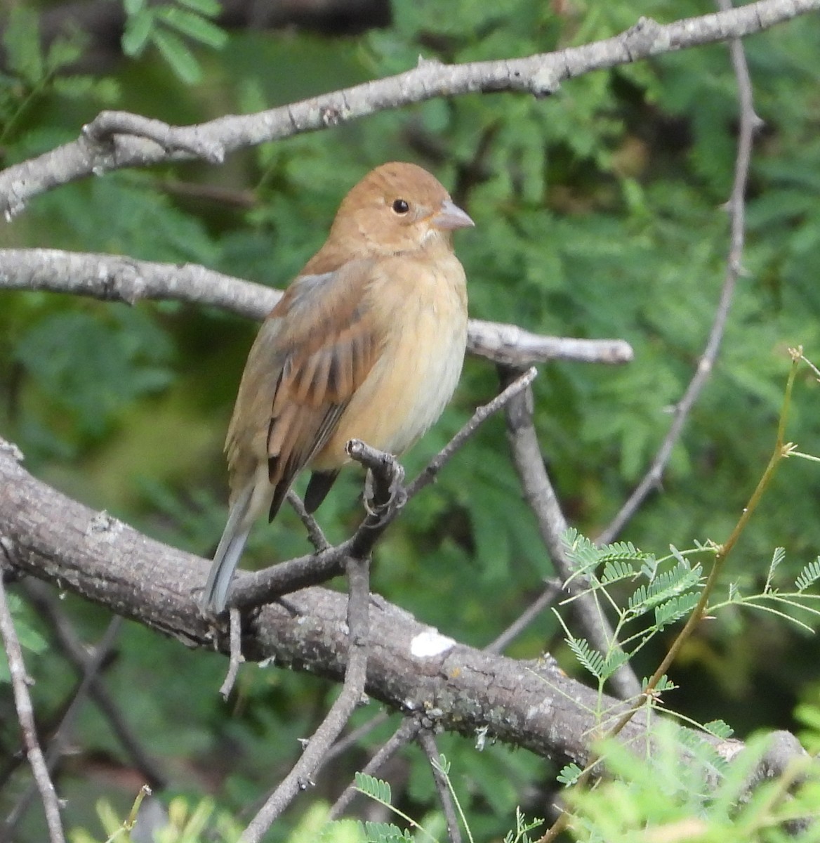 Indigo Bunting - Terry Burton