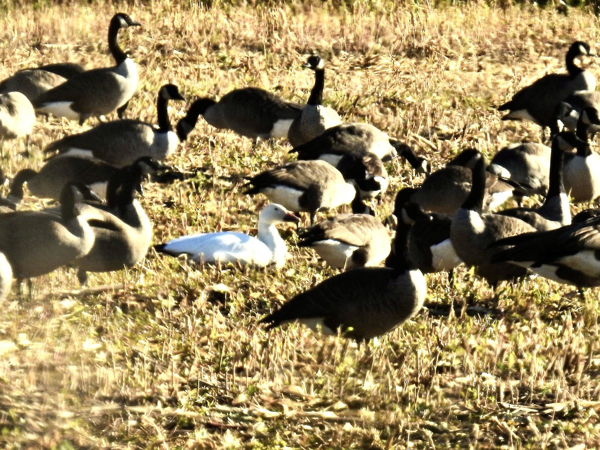 Snow Goose - ML625133247