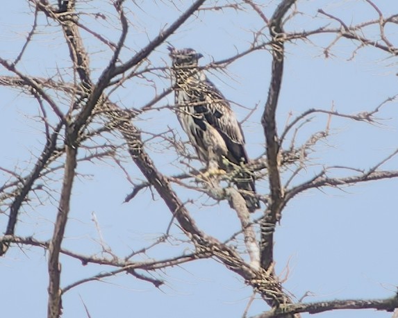 Black-and-chestnut Eagle - ML625133268