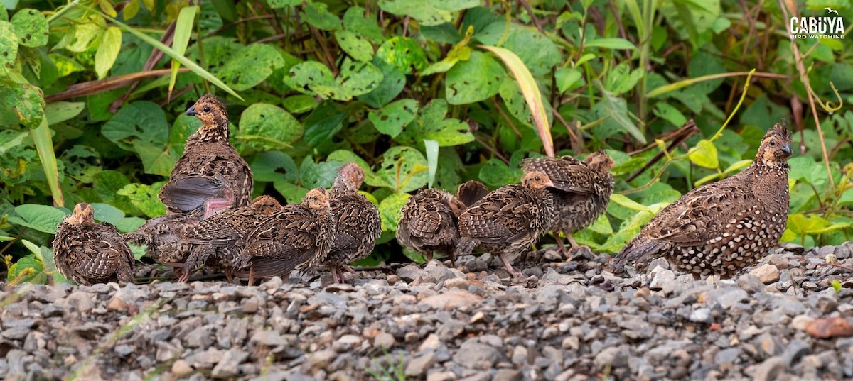 Spot-bellied Bobwhite - ML625133572