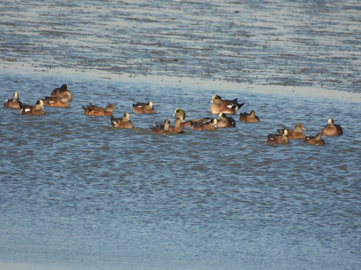 American Wigeon - ML625133679