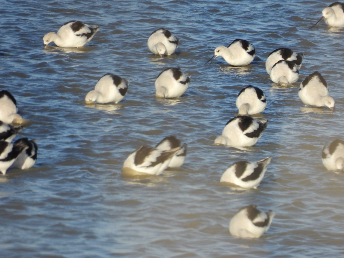 American Avocet - ML625133699