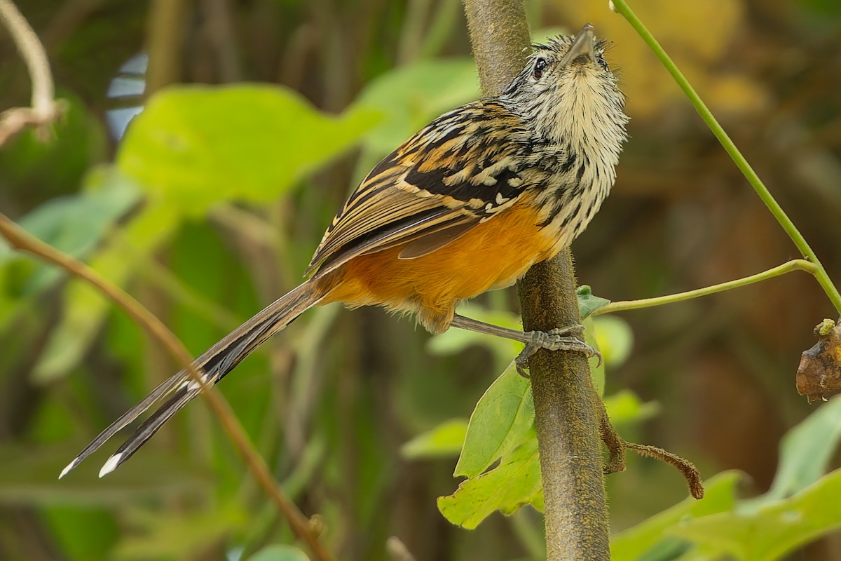 Santa Marta Antbird - ML625133705