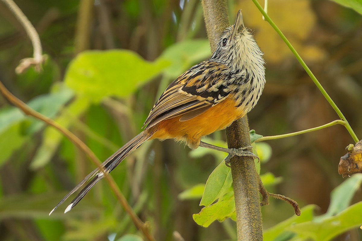 Santa Marta Antbird - ML625133706