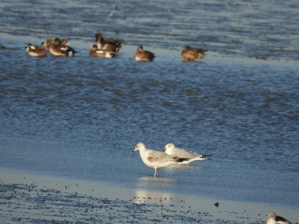 Ring-billed Gull - ML625133712