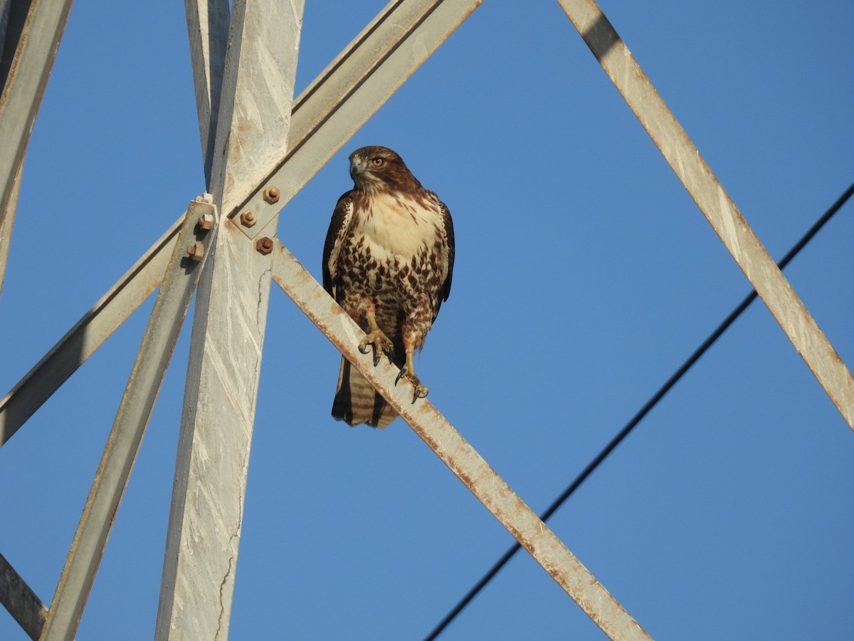 Red-tailed Hawk - ML625133725