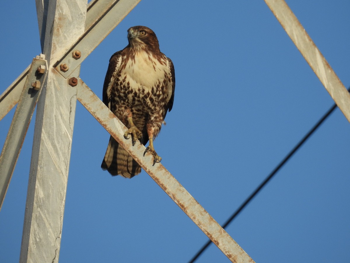 Red-tailed Hawk - ML625133726