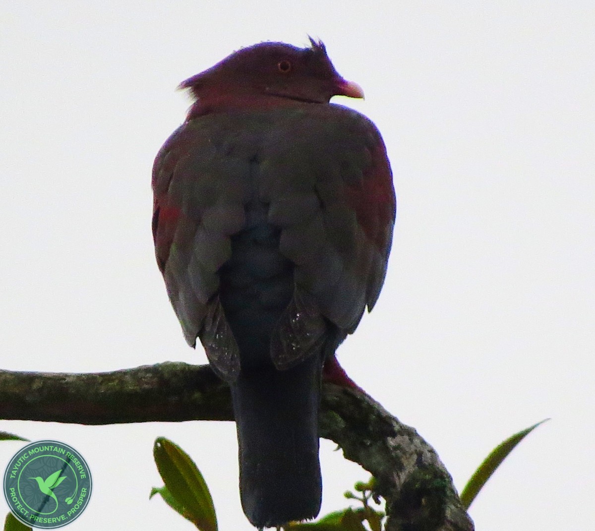 Red-billed Pigeon - ML625133806