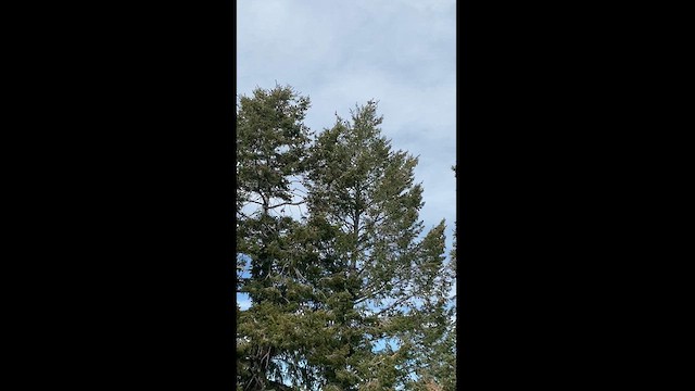 Clark's Nutcracker - ML625133821