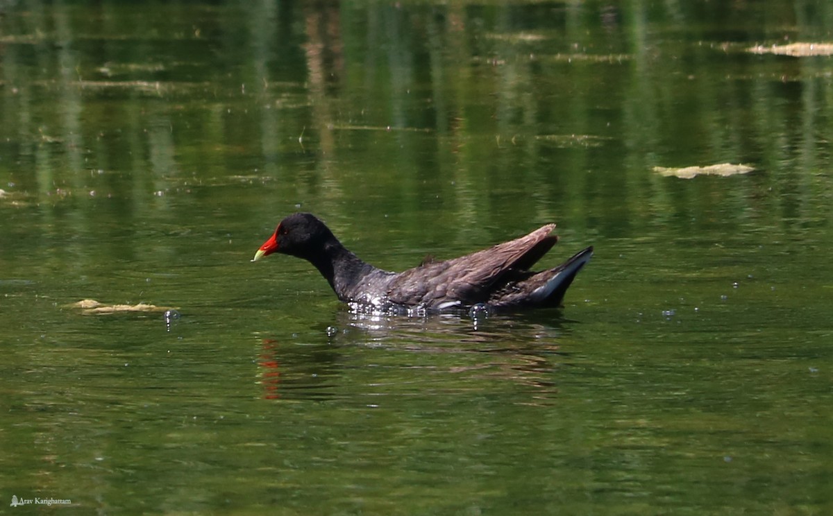 Common Gallinule - Arav and Aranya Karighattam